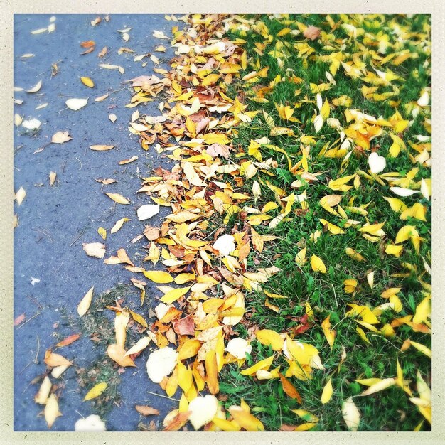 Photo autumn leaves on ground