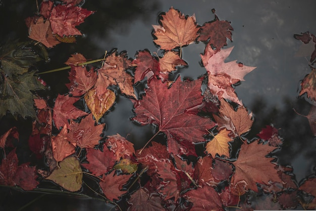 autumn leaves on the ground