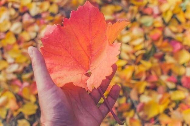 紅葉を季節の手に