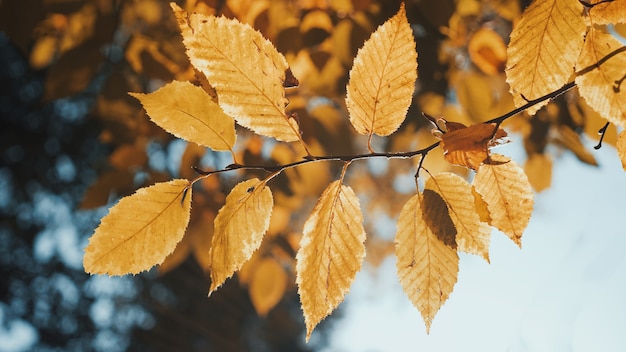 Autumn Leaves Hunging on the tree