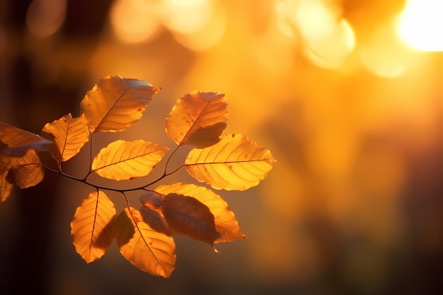 autumn leaves in idyllic beautiful blurred autumn landscape panorama with autumn leaves in sun