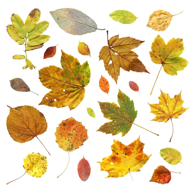 Foglie d'autunno isolato su sfondo bianco foglie d'autunno impostate
