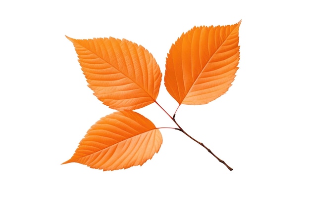 Autumn leaves isolated on white transparent Fall season