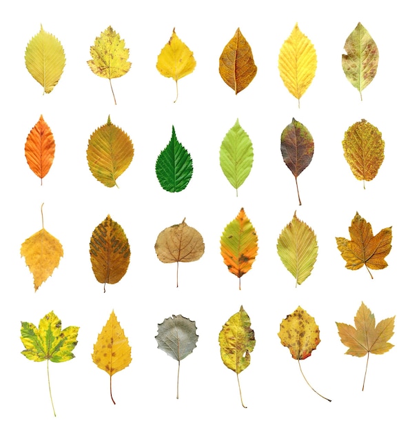 Photo autumn leaves isolated on white