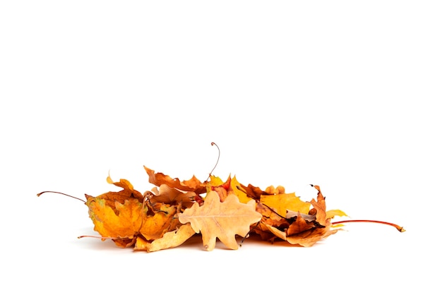 Foto foglie di autunno isolate su sfondo bianco. diversi tipi di foglie. foto di alta qualità