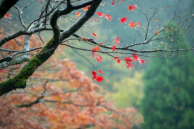 Autumn leaves of Japanese maple (Momiji) background