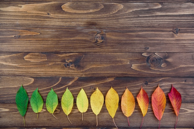 Autumn leaves laid out in a strip passes from green to red on a wooden background