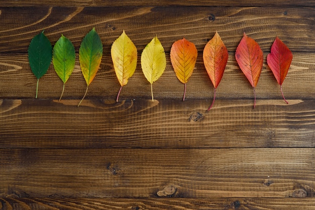 Foto le foglie di autunno presentate in una striscia passano dal verde al rosso su un fondo di legno