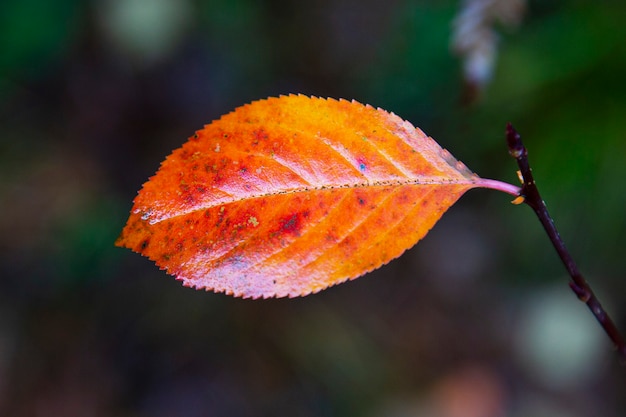 Foglie autunnali,foglie,foglie colorate,autunno,foglie nell'erba,foglie autunnali nell'erba,foglie autunnali che cadono,gocce di rugiada,gocce di rugiada sulle foglie autunnali,