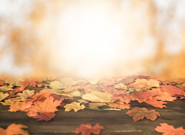 Осенние листья лежат на деревянной земле