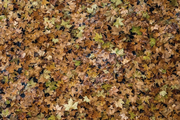 Autumn leaves lying on the surface of the river water