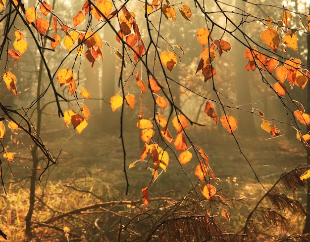 霧の森の紅葉