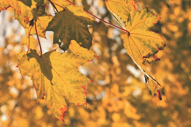 Foto foglie d'autunno sfondo colorato stagionale naturale fogliame colorato nel parco