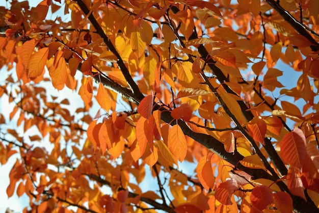 Photo autumn leaves natural seasonal colored background