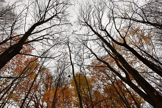 Autumn leaves Natural seasonal colored background