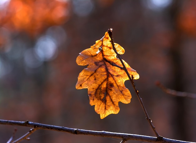 紅葉。自然は森を秋の色で塗りました。樫の葉は太陽の下で美しく輝きます