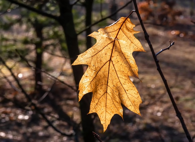 紅葉。自然は森を秋の色で塗りました。樫の葉は太陽の下で美しく輝きます