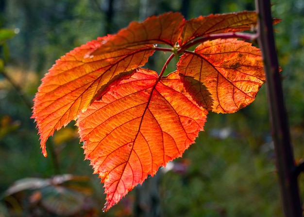 Autumn leaves. Nature painted the forest with autumn colors