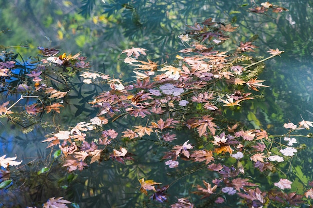 Photo autumn leaves in the nature