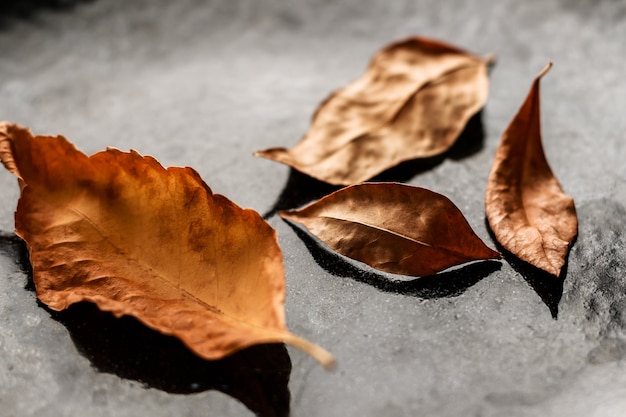 写真 暗い背景に紅葉