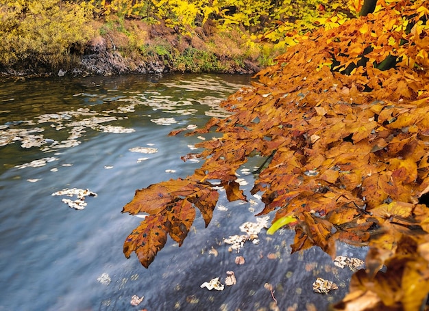 写真 川岸の紅葉