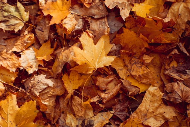 Фото Осенние листья на лесных деревьях.