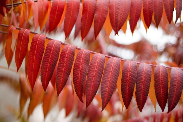 紅葉オレンジ色の長い葉