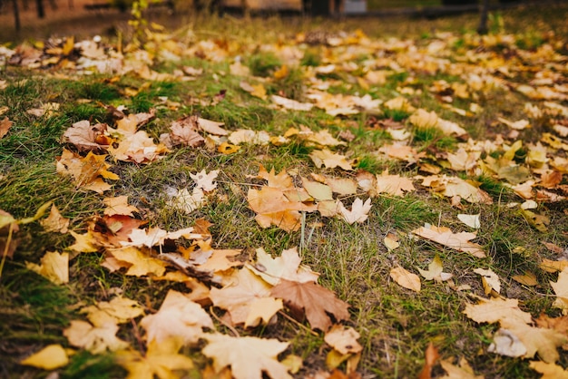 公園の紅葉。自然