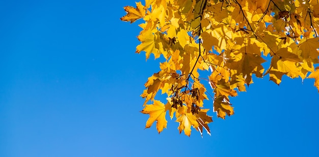 Autumn leaves in the park Selective focus Nature