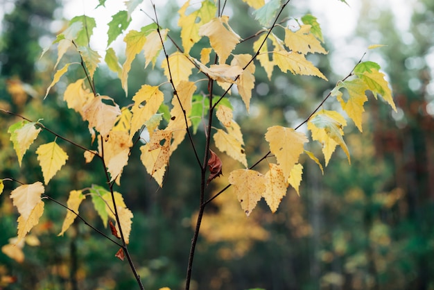 Autumn leaves in the park