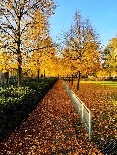 Foto foglie d'autunno nel parco