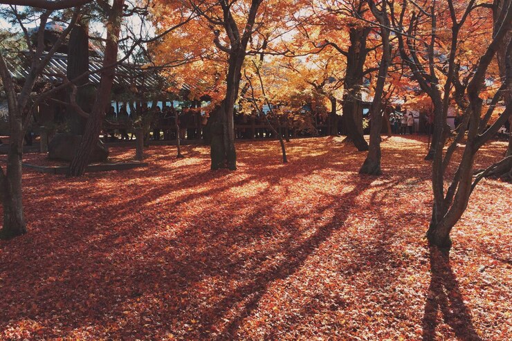 Photo 公園の秋の葉