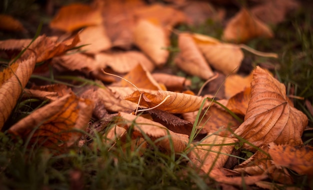 Photo autumn leaves in the park