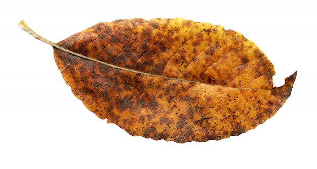 Autumn leaves of pear tree isolated on white 