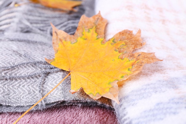 Autumn leaves on plaid closeup