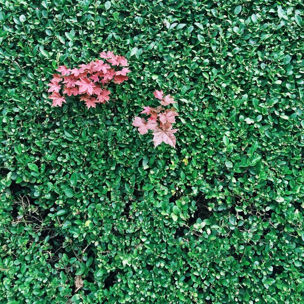 Autumn leaves in plants