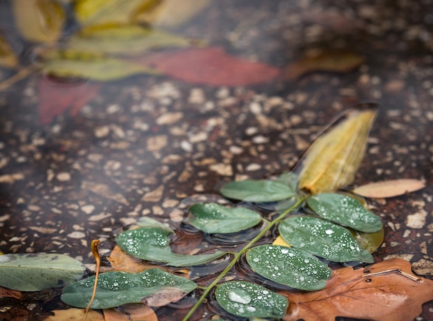 Autumn leaves at the puddle