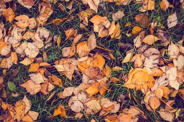 Autumn leaves in red, orange and yellow colors