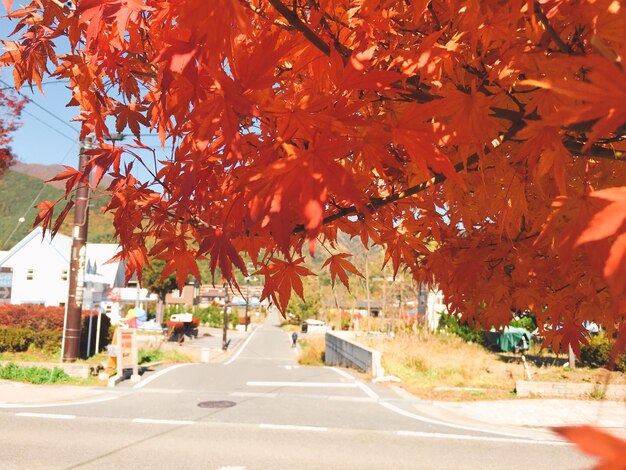 Photo autumn leaves on road in city