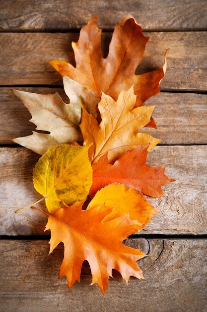 Autumn leaves in a row on wooden background close up