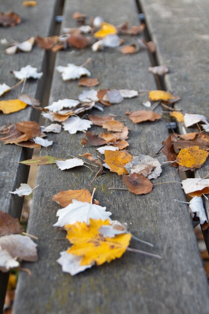 Autumn leaves on rustic wood in the field