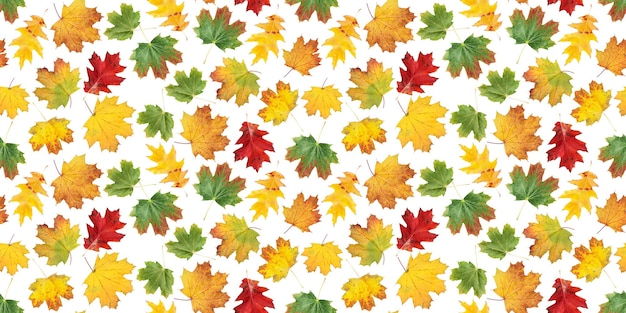 Autumn leaves seamless pattern