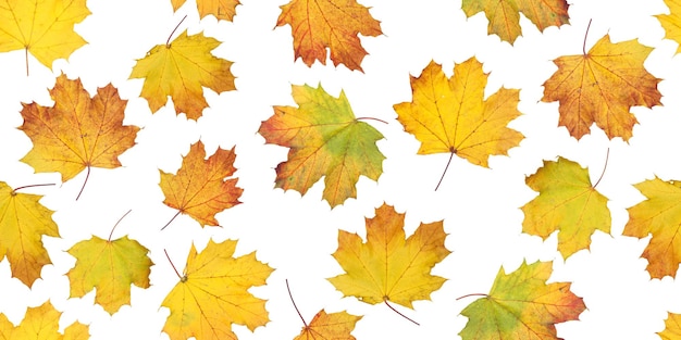 Autumn leaves seamless pattern