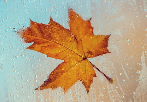 Autumn leaves. Selective focus. flora and fauna.