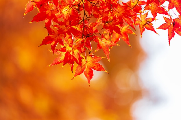 ソウル、韓国の紅葉