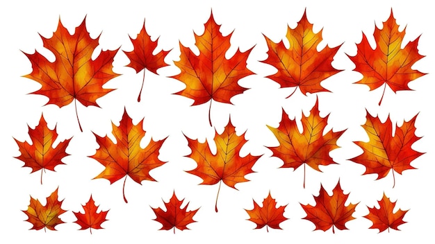 Autumn leaves set isolated on white background