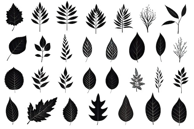 Autumn Leaves Silhouettes Foliage Silhouette Isolated Fall Tree Leaf Shapes With Maple Oak Birch and Other