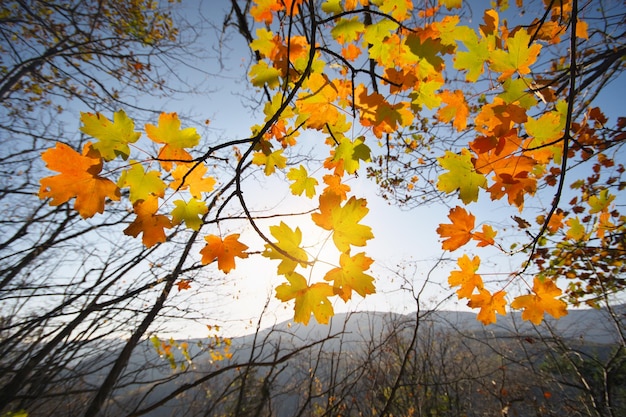 Autumn leaves on sky