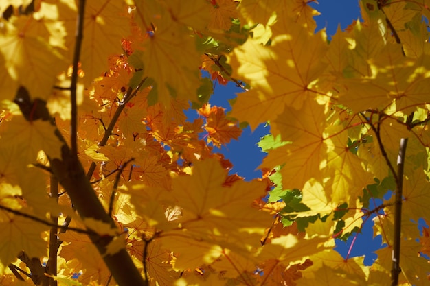 autumn leaves in the sky