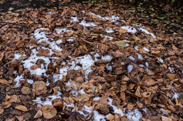 Осенние листья и выпавший снег
